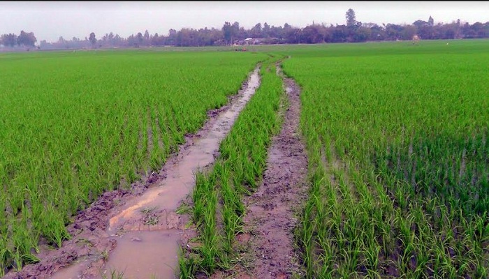 ফসলি জমিতে বিপজ্জনক মাত্রায় কোবাল্ট, টিটেনিয়াম, ক্রোমিয়াম