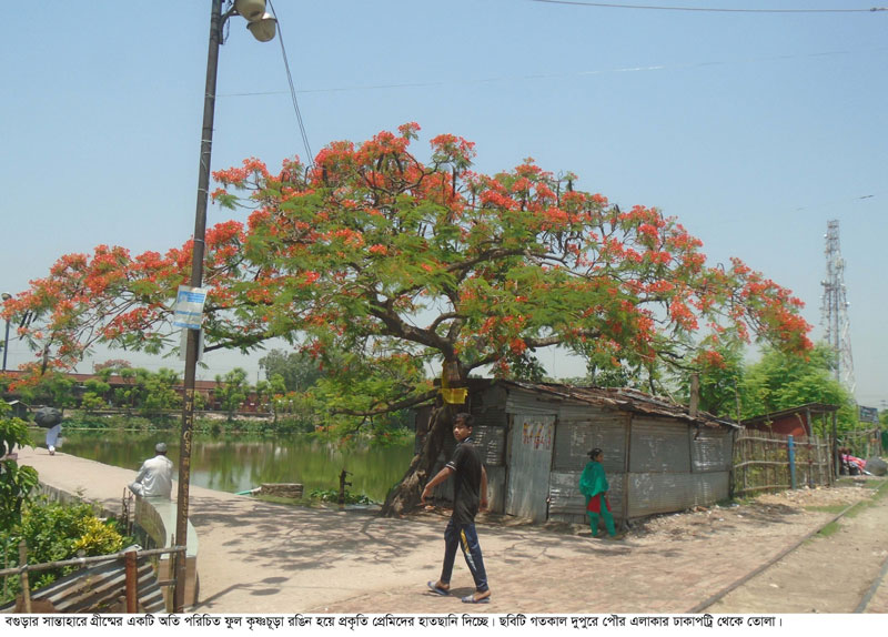 প্রকৃতি প্রেমিদের হাতছানি দিচ্ছে বর্ণিল কৃষ্ণচূড়া