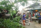 ফুলবাড়ীতে ঝড়ে পুরনো গাছ ভেঙে দুমড়ে-মুচড়ে গেল ৬ দোকান