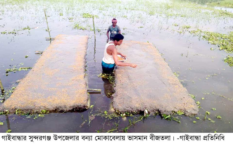 বন্যা মোকাবেলায় সুন্দরগঞ্জে ভাসমান বীজতলা তৈরী