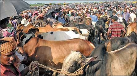 বগুড়ায় কোরবানীর হাটকে ঘিরে ১ লাখ পরিবার স্বচ্ছলতার স্বপ্ন দেখছে 