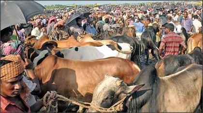 বগুড়ায় কোরবানীর হাটকে ঘিরে ১ লাখ পরিবার স্বচ্ছলতার স্বপ্ন দেখছে 