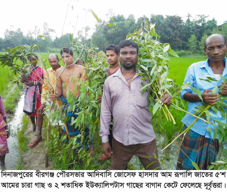 বীরগঞ্জে আম বাগানের ৫০০ চারা গাছ কর্তন করেছে দূর্বৃত্তরা