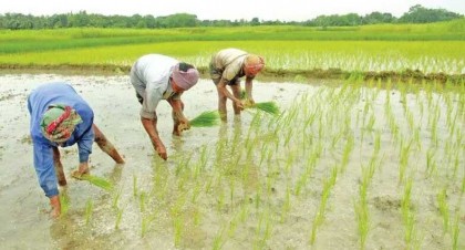 বগুড়ায় শ্রাবনের বৃষ্টি মাথায় নিয়ে আমন চাষে ঝুঁকে পড়েছে চাষিরা