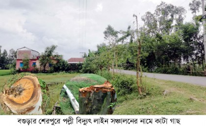 শেরপুরে পল্লী বিদ্যুৎ লাইন সঞ্চালনের নামে কাঁটা হচ্ছে গাছ