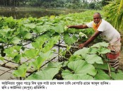 কাউনিয়ায় কৃষিতে অপার সম্ভাবনা