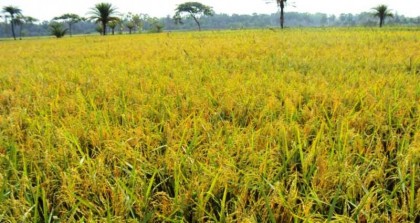 রোদে পুড়ে সবুজ শীষ হয়েছে সোনালী চাল আকারে ফলন হবে ৫ লাখ মে. টন