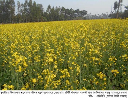 তালোড়ায় সরিষার হলুদ ফুলে ছেয়ে গেছে মাঠ