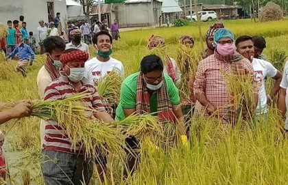 নন্দীগ্রামে কৃষকের ধান কাটলেন আ.লীগের সাংগঠনিক সম্পাদক শফিক