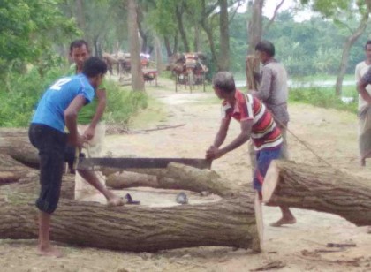 মান্দায় বন্যানিয়ন্ত্রণ বাঁধের 
সরকারি গাছ কেটে সাবাড়