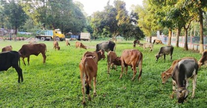 সীমান্তে কোরবানির ঈদের আগে সক্রিয় গরু চোরাকারবারিরা