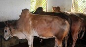 নওগাঁর ৩১ হাজার খামারীরা দু:শ্চিন্তায় দিনাতিপাত করছেন