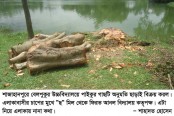 শাজাহানপুরে বেলপুকুর উচ্চবিদ্যালয়ের পাইকুর গাছ অনুমতি ছাড়াই কর্তন ও বিক্রয়