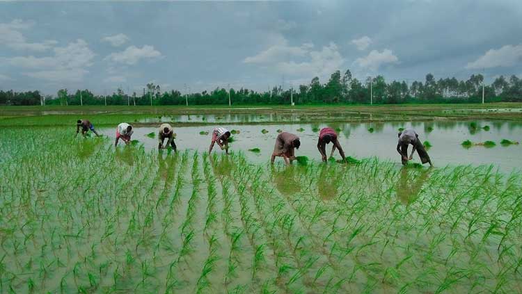 নন্দীগ্রামে ১৯ হাজার ১১৮ হেক্টর জমিতে আমন ধান রোপন শুরু