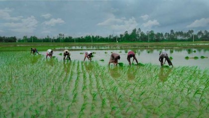 নন্দীগ্রামে ১৯ হাজার ১১৮ হেক্টর জমিতে আমন ধান রোপন শুরু