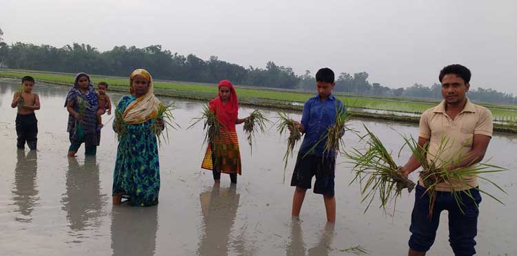 কালাইয়ে পূর্ব শত্রুতার জেরে সাত বিঘা জমির ধান নষ্ট