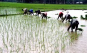 বগুড়ায় বন্যা নিয়ে 
দুশ্চিন্তায় আমন চাষিরা