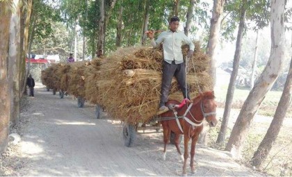 গরুর খামারীদের মাথায় হাত
কাউনিয়ায় গো খাদ্যের দাম আকাশচুম্বি