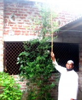 তালোড়ায় এক কৃষকের বাড়িতে সাড়ে সাত হাত মরিচের গাছ