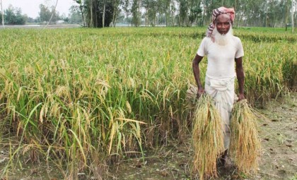 দামপেয়ে কৃষকের মুখে হাসি
কাউনিয়ায় মঙ্গা তাড়ানো আমন ধান কাটা শুরু