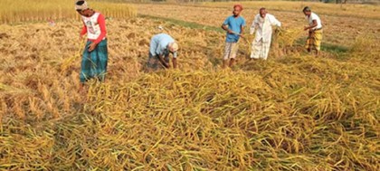 গোবিন্দগঞ্জে আগাম জাতের ধান কাটা শুরু
ভালো দাম পাওয়ায় খুশি কৃষক