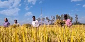 নন্দীগ্রামে আমন ধান কাটা মাড়াই শুরু : দুয়ারে নবান্ন