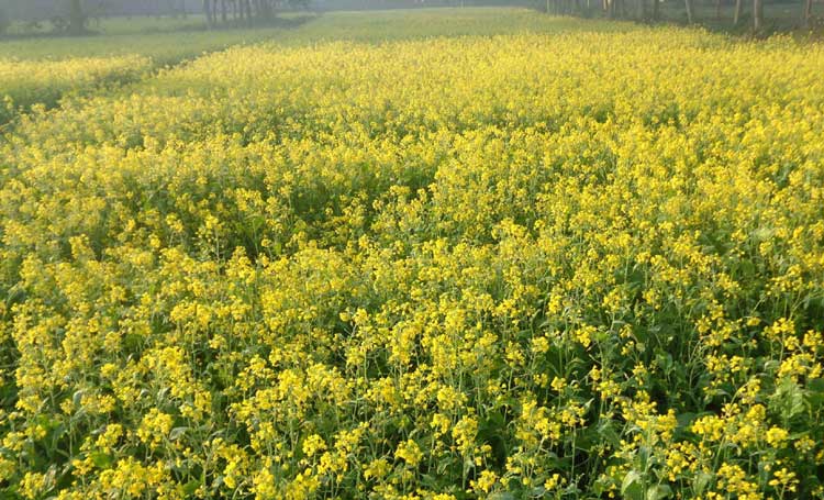 বগুড়ায় শীতের কুয়াশা ভেজা
মাঠে সরিষা ফুলে হলুদের বাহার 