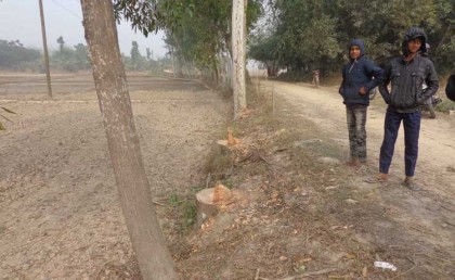 ফুলবাড়ীর রামভদ্রপুর গ্রামে ৩০ হাজার টাকার রাস্তার সরকারি গাছ কর্তন ॥