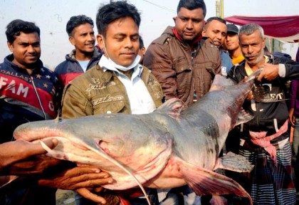 বগুড়ায় মাছ মেলায় বাঘাইড় লাখ টাকায়
আর মিষ্টি মাছ বিক্রি হলো ৯০০ টাকায় 