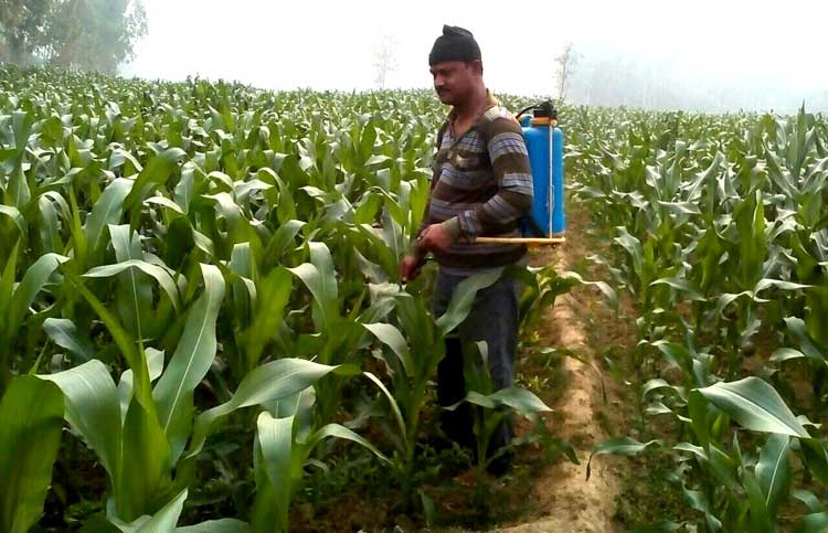 গোবিন্দগঞ্জে ভূট্টার বাম্পার
ফলনের আশাবাদী কৃষক