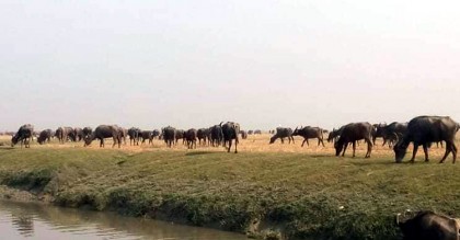 ২৮ গরু-মহিষ লুটে নিয়ে গেল লাঠিয়ালরা
