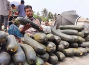 ইতালিয়ান লাউ চাষে ধুনটের 
মোস্তাফিজুরের সাফল্য