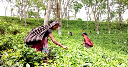 প্রথম জাতীয় চা দিবস আজ
