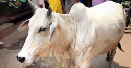 জম্মু-কাশ্মীরে কোরবানির পশু জবাই নিয়ে বিতর্ক
