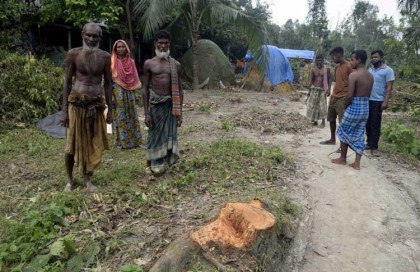 ধুনটে গরীবের ২ শতাধিক গাছ কেটে বিক্রি
করলেন ক্ষমতাসীন দলের নেতারা