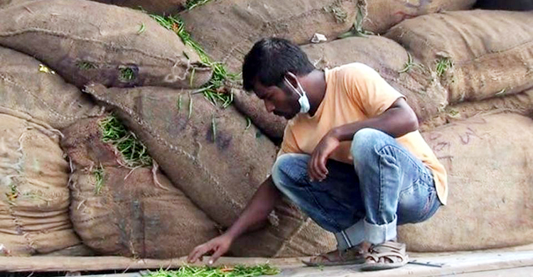 কাঁচামরিচ আসে ২৫ টাকায়, বিক্রি হয় ২০০ টাকায়
