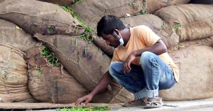 কাঁচামরিচ আসে ২৫ টাকায়, বিক্রি হয় ২০০ টাকায়
