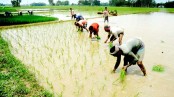 বগুড়ায় শ্রাবণের বৃষ্টি আর সেচ 
দিয়ে : শেষের পথে আমন চাষ 

