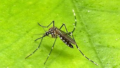 মারাত্মক ডেঙ্গুর সতর্ক সংকেত

