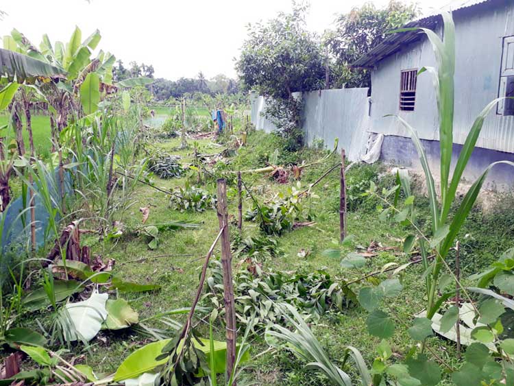 আদালতের নিষেধাজ্ঞা অমান্য করে গাছ কেটে জমি দখলের চেষ্টা