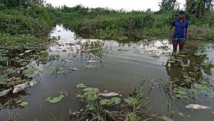 ধুনটে ৪টি পুকুরে বিষ প্রয়োগ করে 
লক্ষাধিক টাকার মাছ নিধন