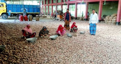 আলুর বাজারে “কারও পৌষ মাস, কারও সর্বনাশ”