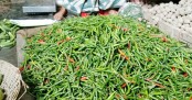 দেশেই বাড়ছে কাঁচামরিচের সরবরাহ, বন্ধ আমদানি
