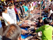 দুপচাঁচিয়ায় সনাতন ধর্মালম্বীদের নবান্ন উৎসব পালিত