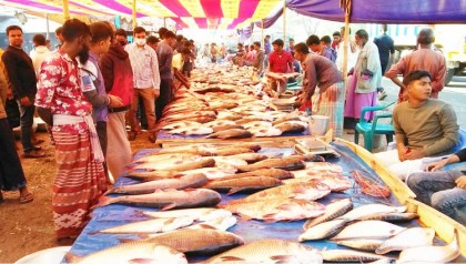 নন্দীগ্রামে নবান্ন উৎসবে মাছের মেলা