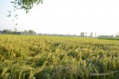 একবার রোপণে ধান হবে পাঁচবার!
