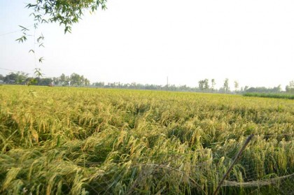 একবার রোপণে ধান হবে পাঁচবার!
