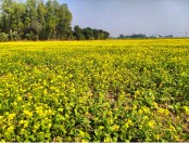 নন্দীগ্রামে মাঠভরা হলুদ সরিষা ফুলের  সমাহার