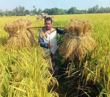 বগুড়ায় আমন ধান কাটা শেষের পথে
ফলন পাওয়া যাবে ৫ লাখ মেট্রিক টন