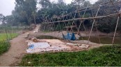 শাহজাদপুরে কৈজুরী ইউপি’র টিআর কাবিখা কাবিটার
 শো’য়া কোটি টাকা হরিলুট!